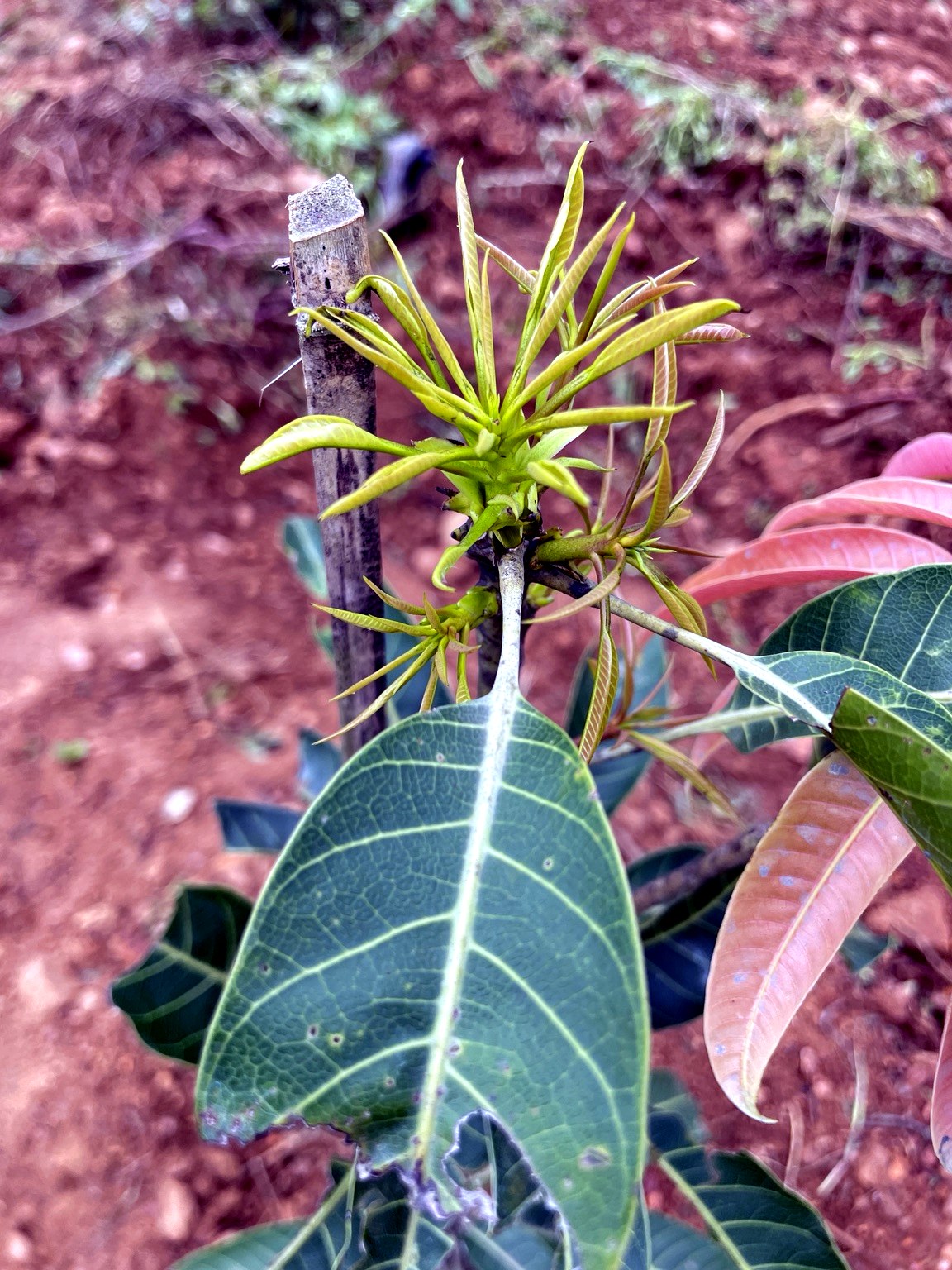 New mango growth at JD Farms