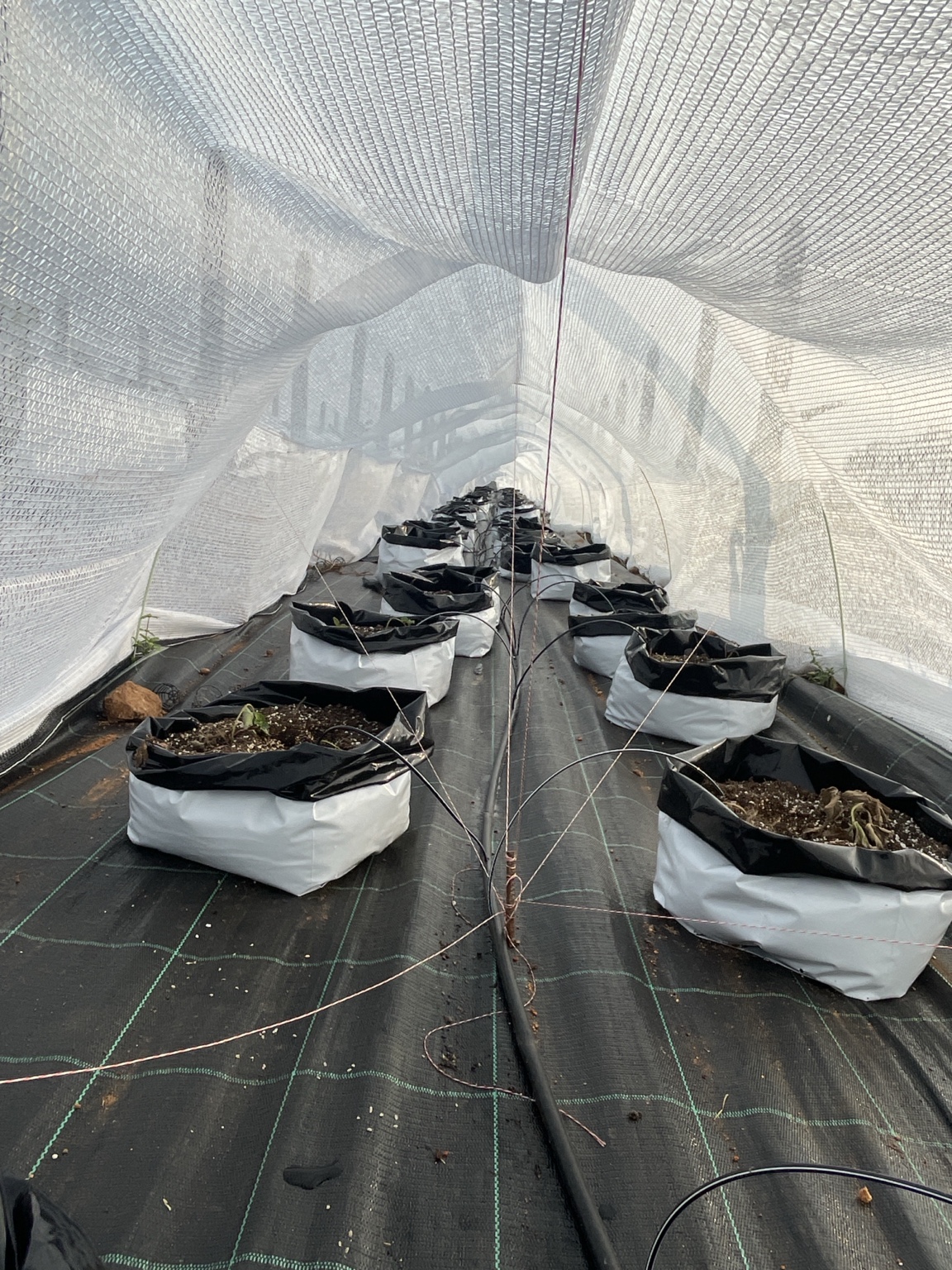Young plants at JD Farms